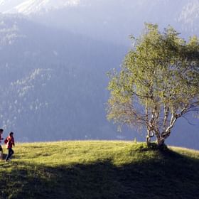 Ein Paar joggt auf einem Hügel neben einer alten Birke in Serfaus Berglandschaft